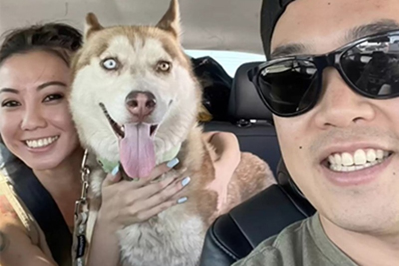 Una coppia adotta una Husky dal rifugio senza sapere che presto la famiglia sarebbe cresciuta: Demi ha partorito cinque cuccioli sani dopo comportamenti inizialmente inspiegabili.