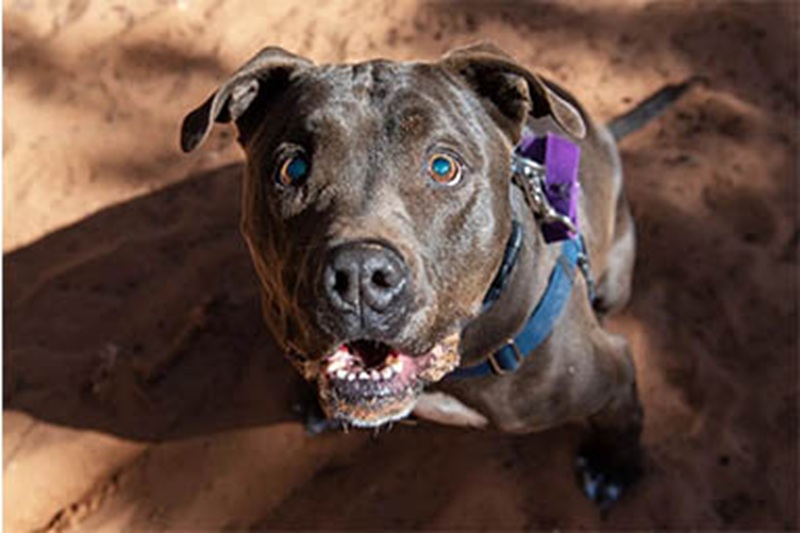 Nonostante la cecità e l’età avanzata, un cane del rifugio Best Friends Animal Sanctuary ha compiuto un gesto eroico salvando la vita di un volontario.