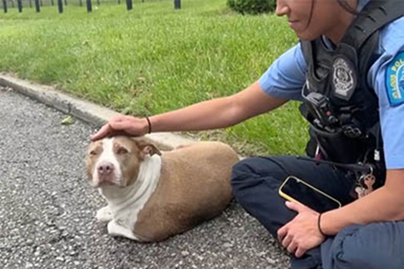 Trovata ferita su una strada del Missouri, la cagnolina Joy Bird è stata salvata dalla polizia e ora sogna una nuova vita piena d’amore.