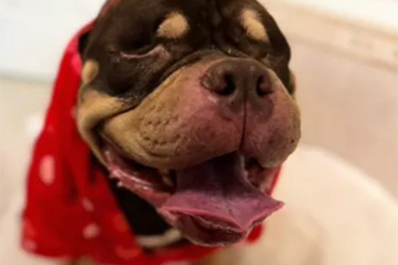 Un Bulldog Americano cieco doveva essere soppresso su richiesta della famiglia, ma un veterinario ha cambiato il suo destino offrendogli la possibilità di rinascere.