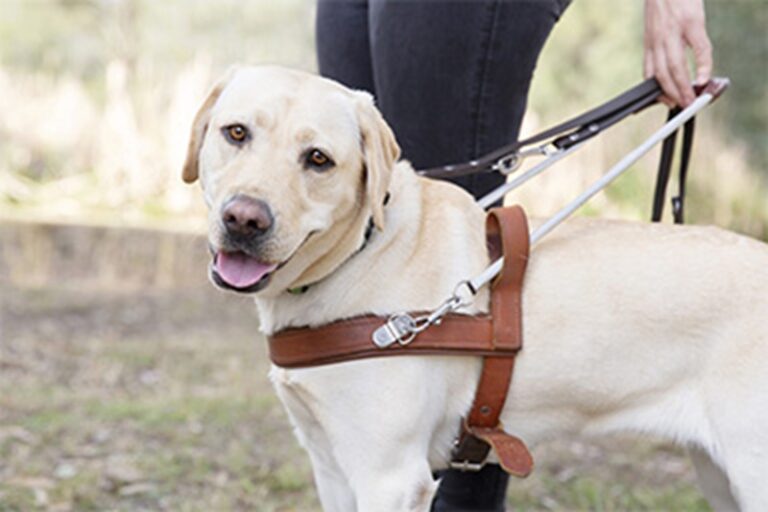 A 9 anni, il piccolo Ben di Wichita crea e vende disegni per aiutare il fratello Cooper, affetto da autismo, a ottenere un cane d’assistenza.