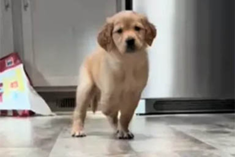 Nata con tre zampe, Cow affronta la vita con grinta e dolcezza. La sua storia emoziona milioni di utenti su TikTok.