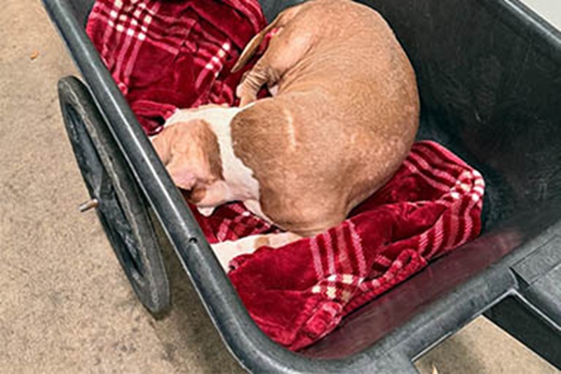 Trovata stremata sul ciglio della strada, Ivory è rinata grazie a chi non ha voltato lo sguardo. Ora cerca una nuova casa.