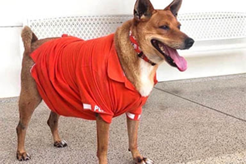 Per mesi ha vegliato il luogo dove il suo proprietario era morto. Ora Moo Daeng vive nella casa reale, adottato dalla principessa Siribha Chudabhorn.