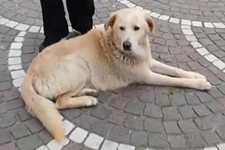 Per due giorni è rimasto immobile davanti alla chiesa di San Rocco. Poi la scoperta: non era un randagio, ma Max, scomparso cinque anni fa.