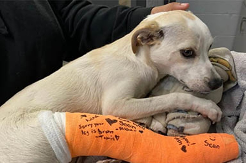Lasciato solo davanti a una clinica, guardava la macchina del suo padrone allontanarsi. Oggi, Triton ha finalmente una casa e una famiglia che lo ama.