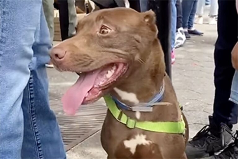 La cagnolina Mocha, scomparsa a New York, è stata ritrovata per caso dalla sua famiglia durante un evento di adozione dopo cinque mesi di ricerche e speranze spezzate.