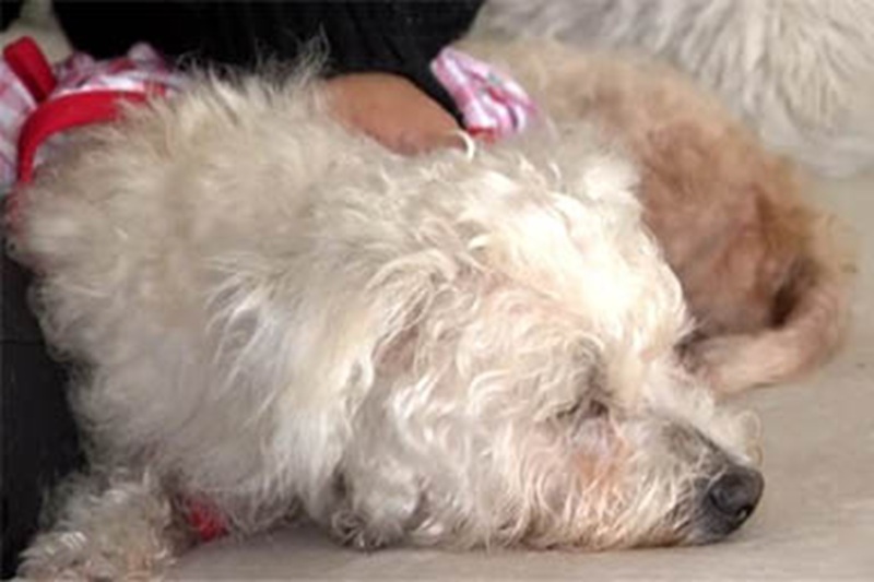 Scomparsa nel 2021 e data per morta, la cagnolina Sugar è stata ritrovata per miracolo dopo quattro anni, debilitata ma ancora viva.