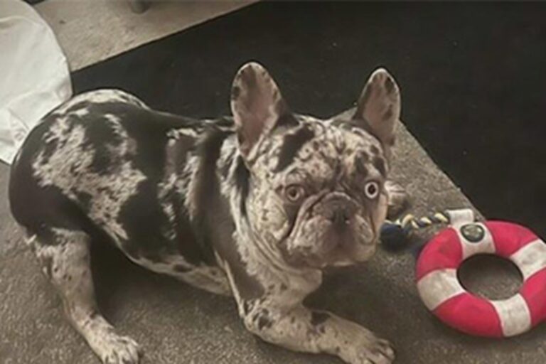 Ali Zacharias rischia la vita per fermare i ladri che le hanno strappato il cane dalle braccia: Onyx ancora disperso.