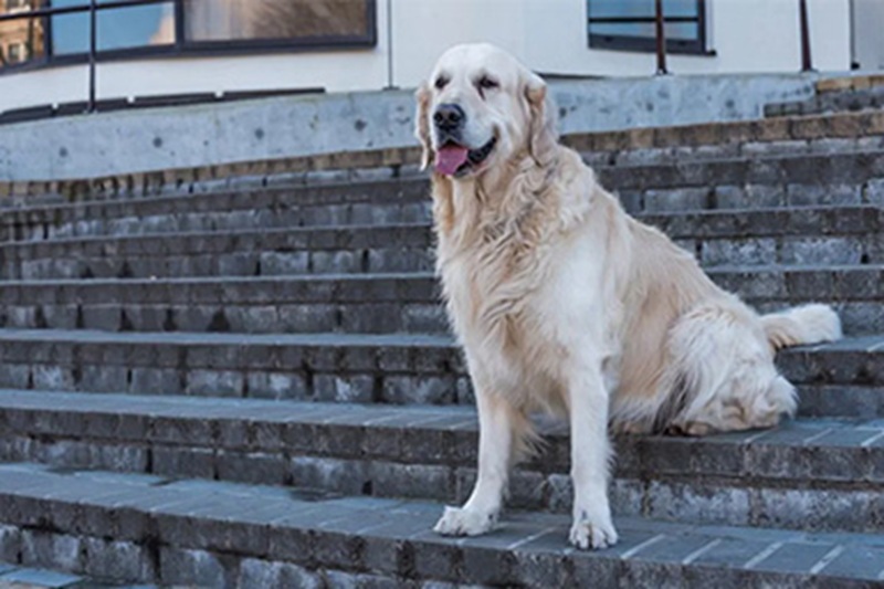 Una donna ha ristrutturato casa ma ha lasciato intatto il gradino dove il suo cane si addormentò per sempre: un gesto che emoziona il web.