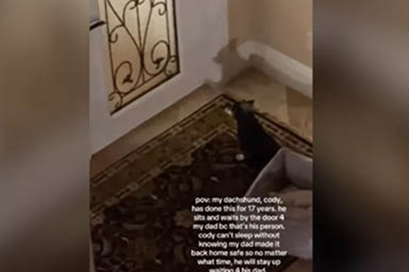 Ogni sera si siede davanti alla porta e resta lì finché il suo proprietario non rientra. Da 17 anni, senza mai mancare un giorno.