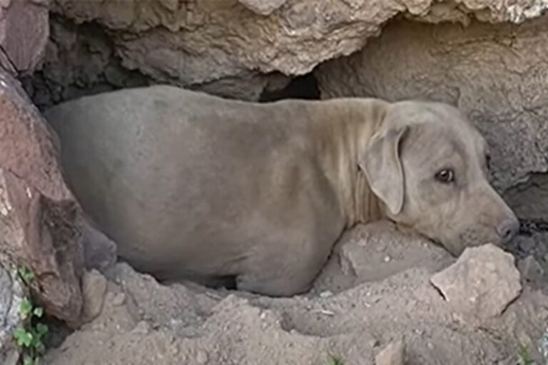 Un escursionista nota due occhi ambra in un crepaccio: così inizia il salvataggio miracoloso di Bright Eyes, un cane rimasto intrappolato per giorni.