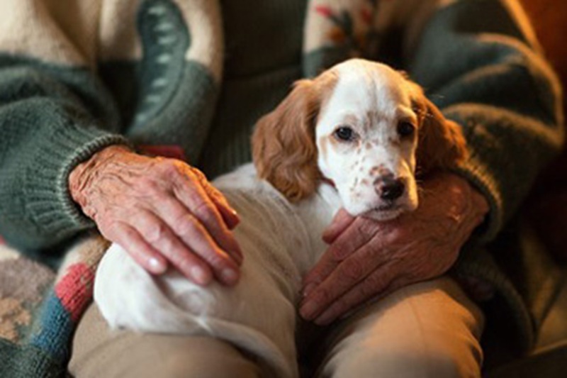 Ha scelto di lasciare 2,6 milioni di euro ai suoi animali dopo una vita di abbandono familiare, incaricando una clinica veterinaria di gestire l’eredità.