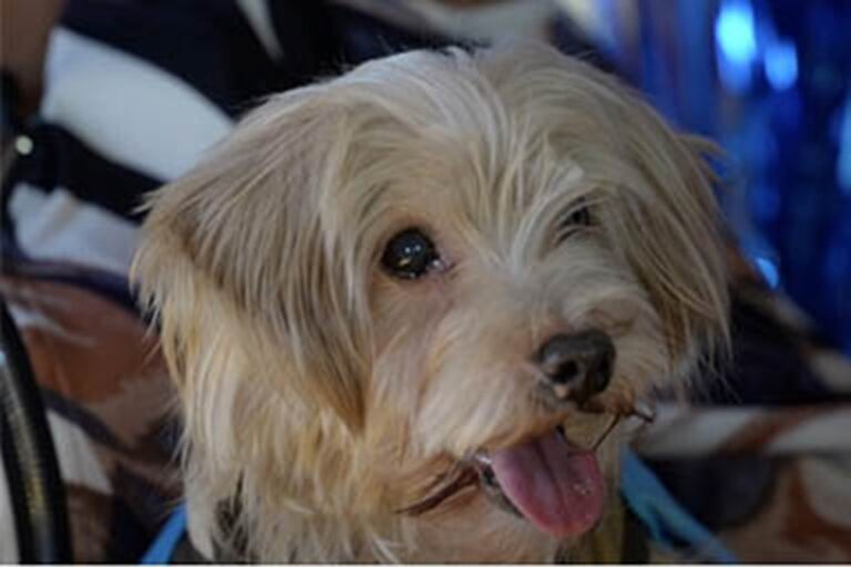 Smarrito durante un trasloco nel 2014, il piccolo Snuggles è tornato tra le braccia della sua proprietaria grazie al microchip. Un miracolo dopo 11 anni.