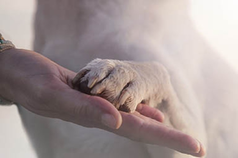 A Attigliano, vicino Terni, il cane Tommy resta immobile per tutta la prova d’italiano della sua giovane proprietaria di 13 anni, emozionando web e scuola.