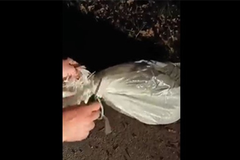 Un cucciolo di Yorkshire è stato trovato in una busta sigillata lungo la provinciale tra Pontecorvo e Pignataro Interamna: due passanti lo hanno salvato appena in tempo.