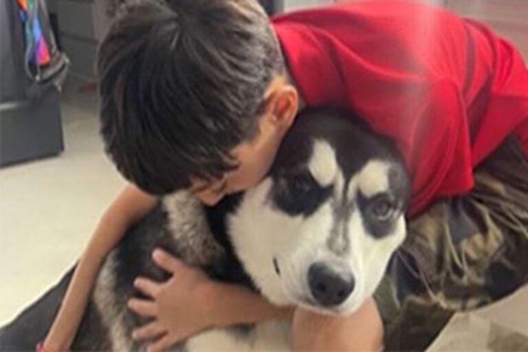 Il giovane Husky si è frapposto tra un uomo armato e il bambino della famiglia, riportando ferite gravissime ma salvando il piccolo.