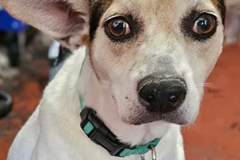 A 11 anni è finito in rifugio perché la sua proprietaria era in ospedale per un cancro. Poi il lieto fine: una toelettatrice lo accoglie e li fa rincontrare.