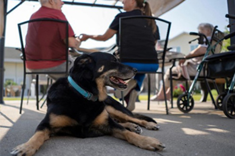 Il cane Scout, fuggito tre volte da un rifugio del Michigan, ha scelto una casa di cura come nuova famiglia, conquistando gli anziani che lo hanno adottato.