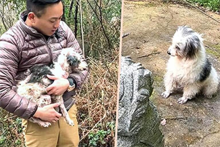 Nonostante la malattia e una zampa paralizzata, Zhongbao da due anni veglia la tomba della donna che amava. Oggi vive in un rifugio ma continua le sue visite.