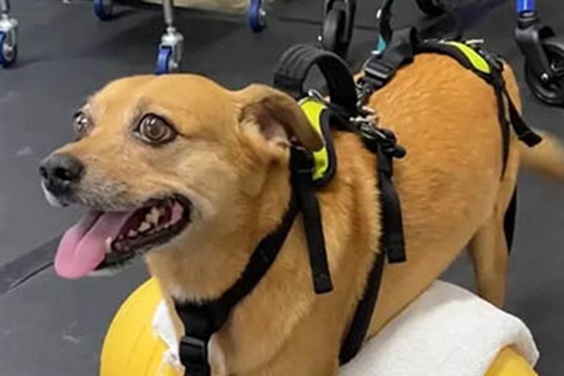 Colpito da una grave neuropatia, ha sfidato la paralisi e oggi cammina di nuovo grazie all’amore e alla tenacia della sua famiglia.