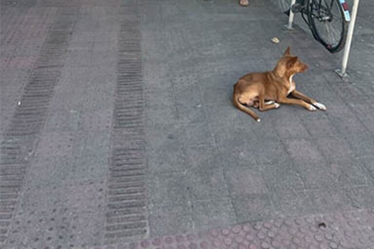 Ogni giorno, da quasi un decennio, Caramelo resta davanti all’ospedale dove la sua proprietaria è morta. È diventato la mascotte del nosocomio e simbolo di fedeltà eterna.