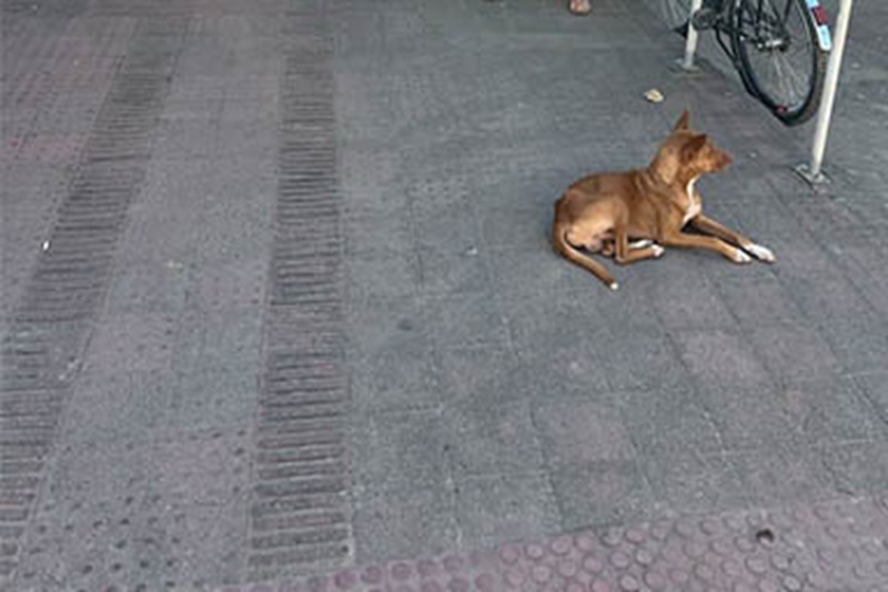 Ogni giorno, da quasi un decennio, Caramelo resta davanti all’ospedale dove la sua proprietaria è morta. È diventato la mascotte del nosocomio e simbolo di fedeltà eterna.