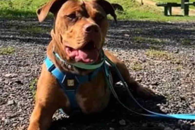 Dal ritrovamento in una stazione degli autobus alla rinascita: Moose, giovane cane salvato con una zampa rotta, oggi è amato, curato e finalmente al sicuro.