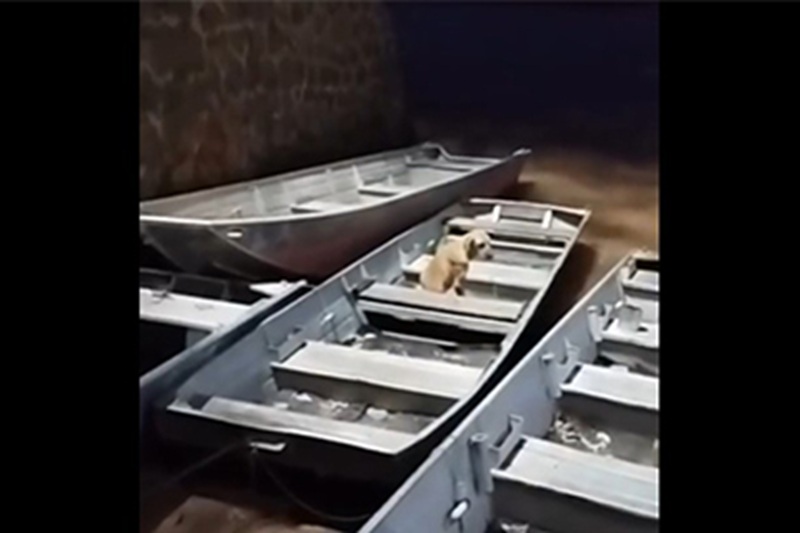 Da settimane resta fermo sulla barca del suo proprietario scomparso, rifiutando di andarsene: la fedeltà di Tião commuove un intero Paese.