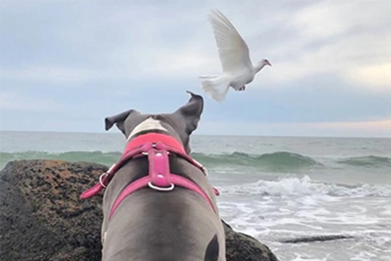 Dopo la morte di Delvia, la cagnolona Greka passa le giornate davanti al suo angolo ricordo: guarda la foto, piange e a volte le porta persino la palla.