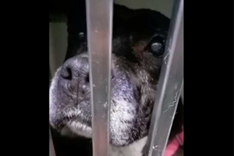 Una cagnolina Amstaff rubata in Puglia sette anni fa è stata ritrovata tra Polonia e Germania e finalmente riconsegnata al suo proprietario, grazie agli accertamenti sul microchip.