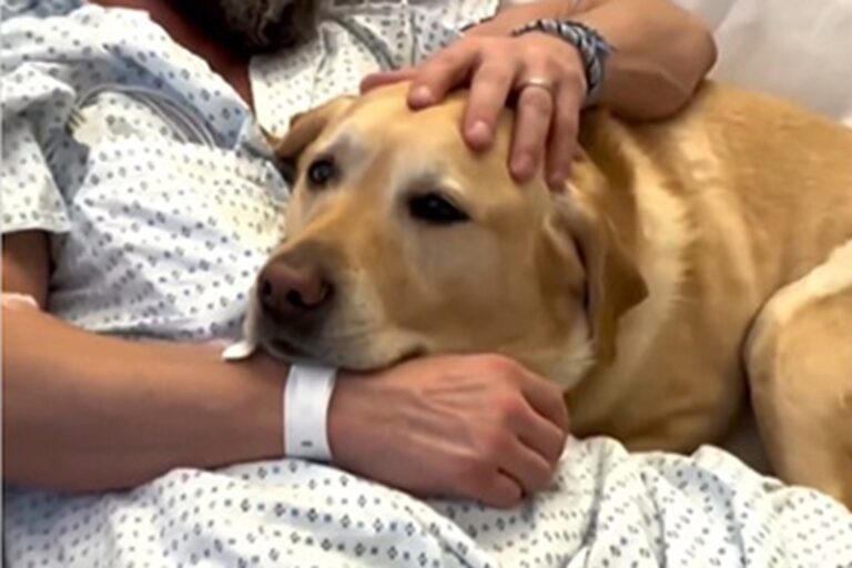 Il Labrador Magnus resta accanto a Brian Benson ricoverato per cardiomiopatia, offrendo sostegno costante e diventando simbolo di amore assoluto.