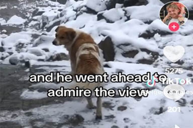 Un escursionista inglese si smarrisce a 4.700 metri d’altitudine: un cane apparso dalla nebbia lo guida fino alla meta e gli salva la vita.