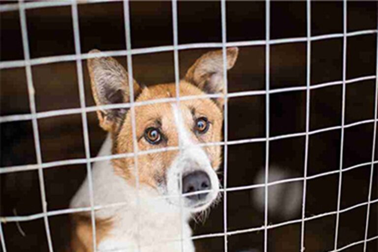 Un detenuto spagnolo ha ottenuto un permesso straordinario per salutare il suo cane malato prima della soppressione, dopo un ricorso al tribunale di sorveglianza.