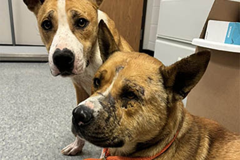 Separati dall’abbandono, si sono ritrovati dopo giorni di paura. Ora Barney e Nutmeg attendono insieme una famiglia che li adotti.