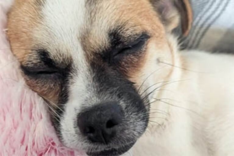 Cinque giorni di campeggio e barbecue nel bosco per ritrovare la loro Chihuahua. Alla fine Penny è tornata a casa, proprio nel giorno del suo compleanno.