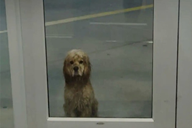 Un piccolo cane dell’Oklahoma, bagnato e impaurito davanti a una palestra, trova una nuova vita grazie allo sguardo di Kimberly Dishon, che lo porta in salvo e lo adotta. Oggi Pluto è un cane da terapia.