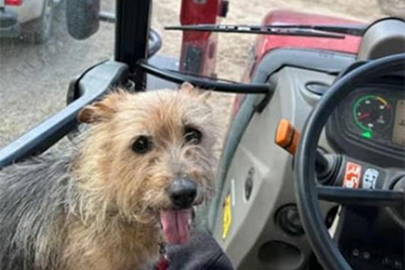 Una cagnolina tremante accanto al corpo del suo umano, un pompiere che sceglie di cambiarle il destino: così nasce la nuova vita di Martha.