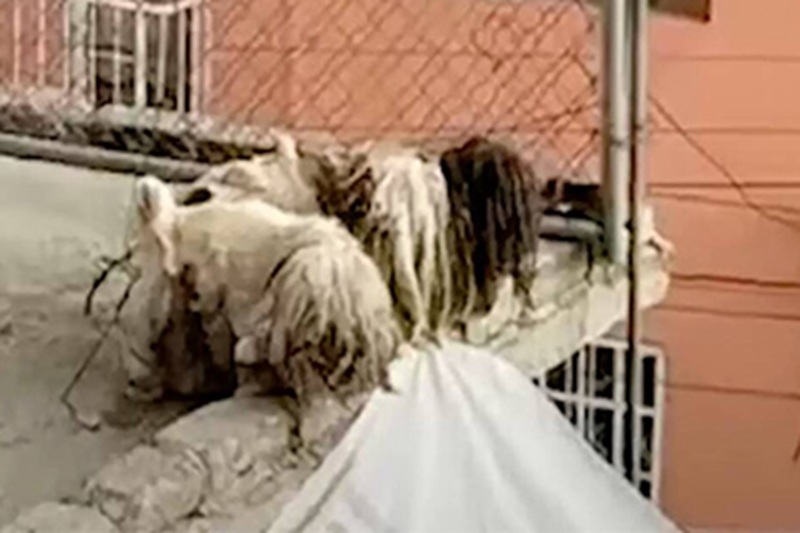 Terry, 7 anni, liberato con il fratello da un tetto di Città del Messico dopo oltre due anni in catene, è stato adottato in Canada.