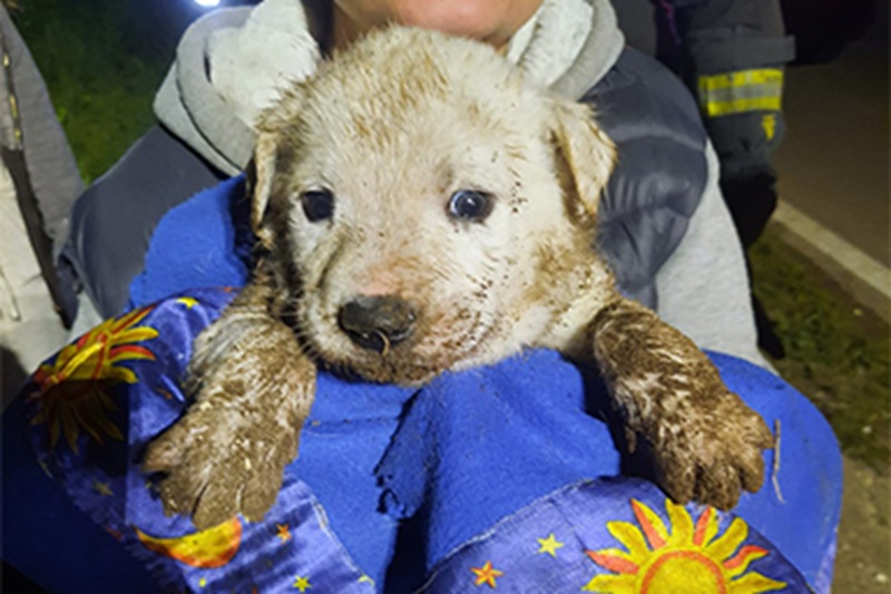 Nove cuccioli intrappolati in un canale rurale di Massafra sono stati salvati dopo un difficile intervento congiunto di vigili, polizia e volontari locali.