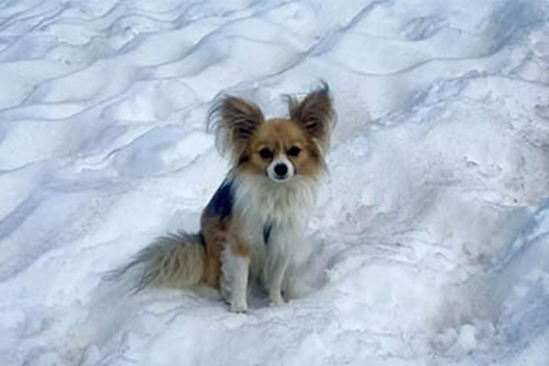 È rimasto accanto all’alpinista precipitato per ore, permettendo ai soccorritori di localizzarlo grazie a un suo movimento. Il piccolo cane è rimasto illeso.