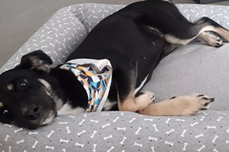 La giovane Cibely Stiegelmair, 13 anni, trova un cucciolo ferito sotto la pioggia, lo prende in braccio e lo porta a casa: ora Pretinha vive con lei.