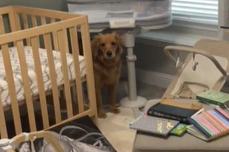 La storia della Golden Retriever Charlee, che ogni giorno si avvicina alla culla vuota del piccolo Jett, emoziona migliaia di persone sui social.