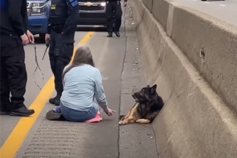 Su Detroit, una donna si è fermata sulla I-94 per proteggere un Pastore tedesco ferito, restando con lui fino all’arrivo dei soccorsi, evitando un possibile investimento.