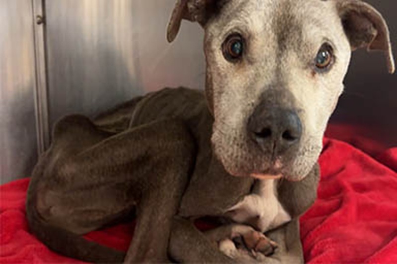 Era ridotto a pelle e ossa, senza forze per muoversi. Una donna lo ha trovato tra i cespugli e ha chiamato i volontari che gli hanno salvato la vita.