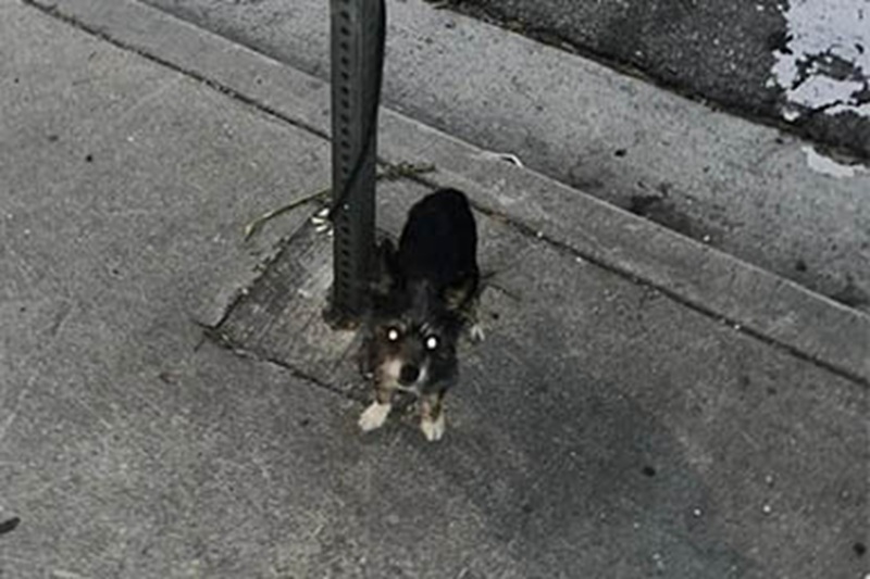 Sopravvissuto a una notte tra i predatori, il cane Piñata è stato tratto in salvo da Suzette Hall dell’associazione Logan’s Legacy 29. Ora attende una nuova famiglia.