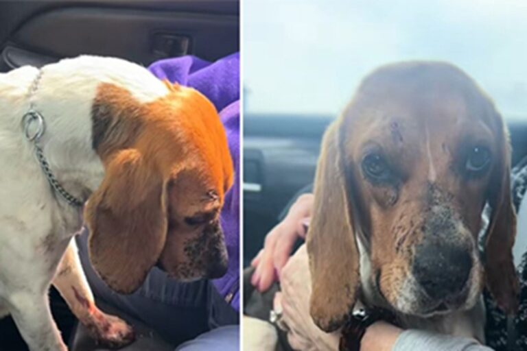 Ridotta in fin di vita sul ciglio di una strada del Nebraska, la cagnolina Juni sopravvive a due colpi di pistola e trova una nuova famiglia che la ama.