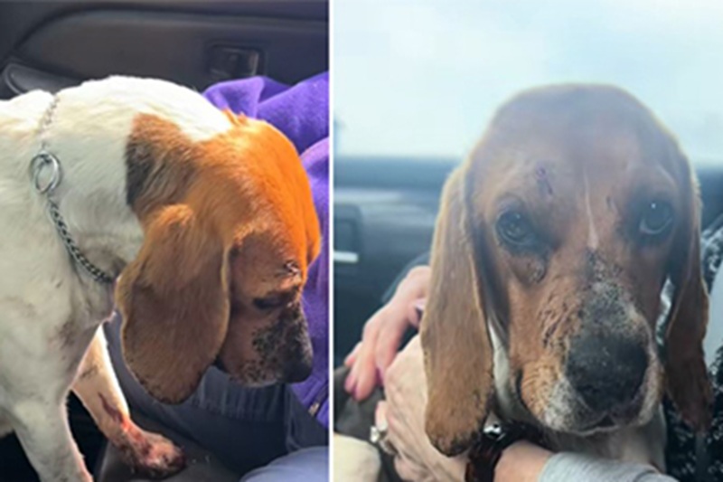 Ridotta in fin di vita sul ciglio di una strada del Nebraska, la cagnolina Juni sopravvive a due colpi di pistola e trova una nuova famiglia che la ama.