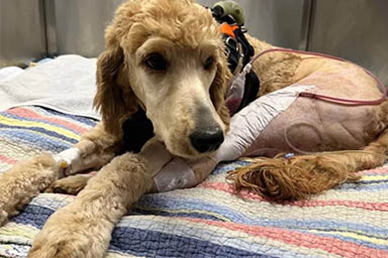 Una coppia dell’Arkansas ha speso tutti i risparmi delle nozze per pagare le cure di una Goldendoodle trovata ferita sul ciglio della strada.