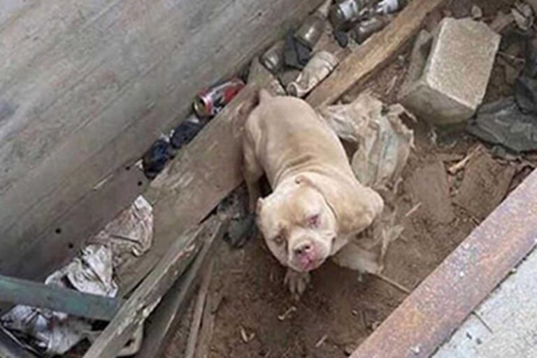 Abbandonato in un cantiere e destinato a morire da solo, oggi Leroy ha una casa, una famiglia e l’amore che nessuno gli aveva mai dato.